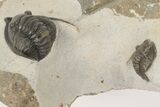 Two Proetid (Diademaproetus) Trilobites - Ofaten, Morocco #206472-2